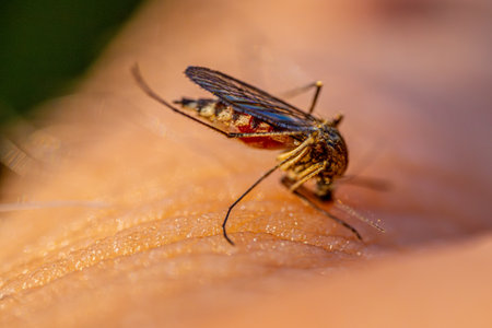 mosquito on the skin of a human. close-up
