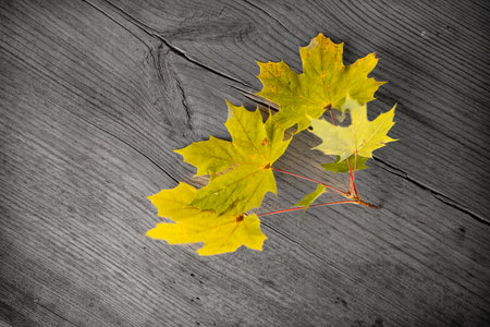 autumn maple leaves on a wooden background. tinting. selective focus