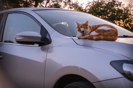 Red cat lies on the hood of a car and looks at the cameraの写真素材