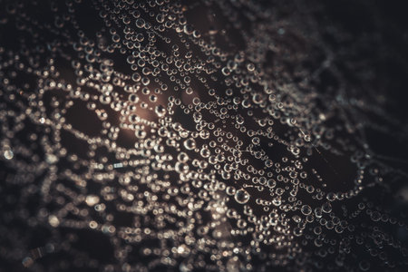 spider web with water drops on dark background - vintage effect style picturesの写真素材