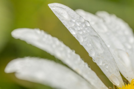 Macro of white daisy flower with water droplets on petalsの写真素材