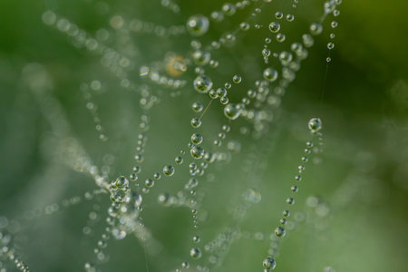 Spider web with dew drops close-up. Nature background.