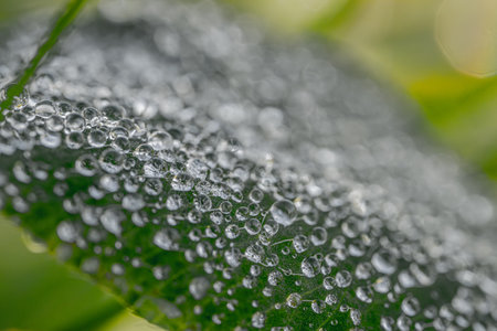 Water droplets on a green leaf in the morning. Macro.