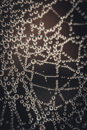 spider web with dew drops close up, shallow depth of field
