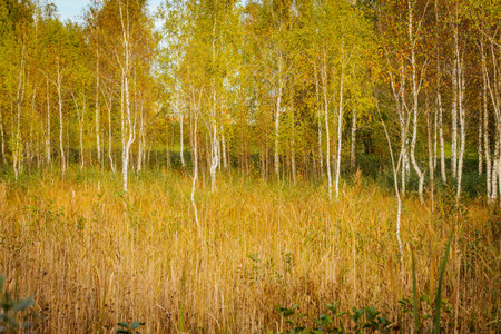 birch forest in autumn colors with yellowed leaves and grassの写真素材