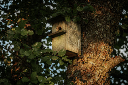 Wooden birdhouse on a tree in the forest. Selective focus.