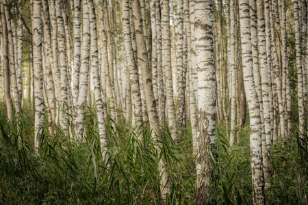 birch forest in summer with green foliage and sunlight in countrysideの写真素材