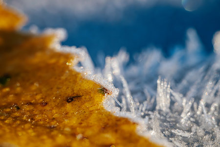 Close-up of yellow leaf covered with hoarfrost on blue backgroundの写真素材