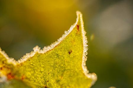Close-up of a green leaf with dew drops on it.の写真素材