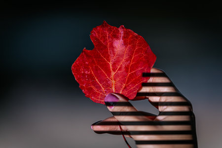 Hand holding a red leaf with black stripes on a dark background.の写真素材
