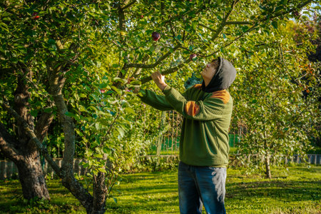 A woman in a green jacket and jeans is picking apples in an orchard.の写真素材
