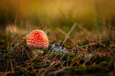 Fly agaric (Amanita muscaria) in autumn forestの写真素材