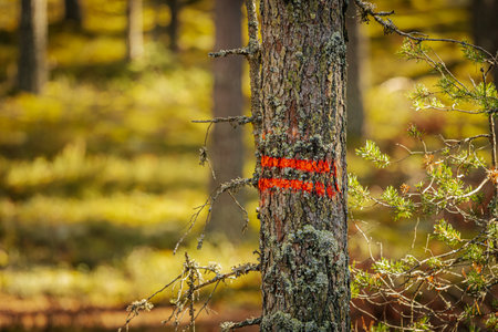 Red warning sign on a tree in the autumn forest. Selective focus.の写真素材