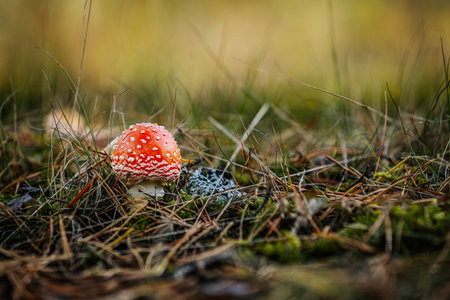 Fly agaric (Amanita muscaria) in autumn forestの写真素材