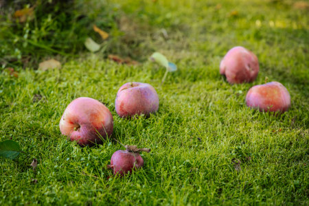 Apples on the grass in the garden in autumn. Selective focus.の写真素材