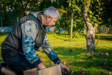 Senior man picking apples in orchard. Mature man picking apples in orchard.の写真素材