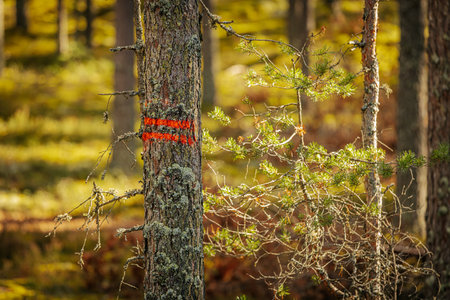 Pine tree with red warning sign in the autumn forest. Finland.の写真素材
