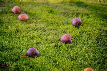 Fallen apples on the grass in the garden. Selective focus.の写真素材