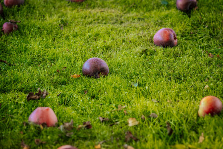 fallen apples on the grass in the garden, closeup of photoの写真素材