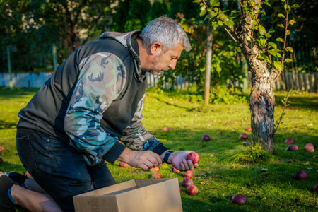 Elderly man picking apples from a tree in an orchardの写真素材