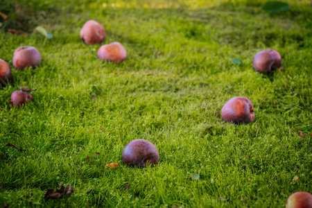 Ripe apples on the grass in the garden. Selective focus.の写真素材