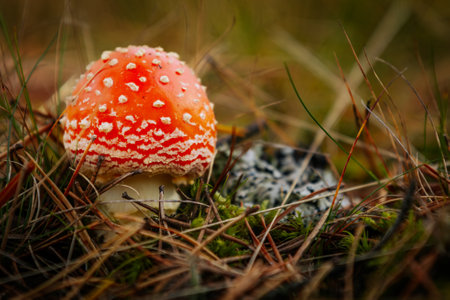Fly agaric (Amanita muscaria) in the forestの写真素材