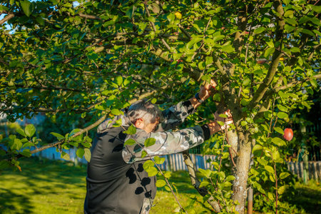 Senior woman picking apples from an apple tree in the orchard.の写真素材