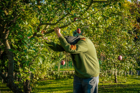 Man picking apples in orchard. Harvesting apples in orchardの写真素材
