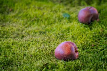 Plums on the grass in the garden. Selective focus.の写真素材