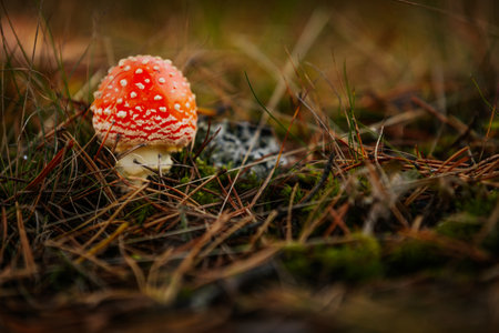 Amanita muscaria, fly agaric in the forestの写真素材