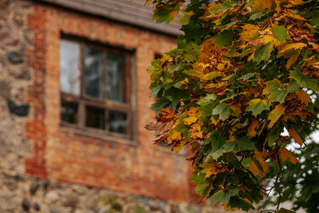 Autumn leaves on the background of an old brick house. Autumn background.の写真素材