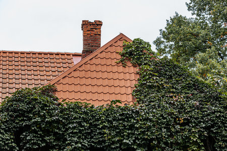 roof of a house covered with ivy and a brick chimneyの写真素材