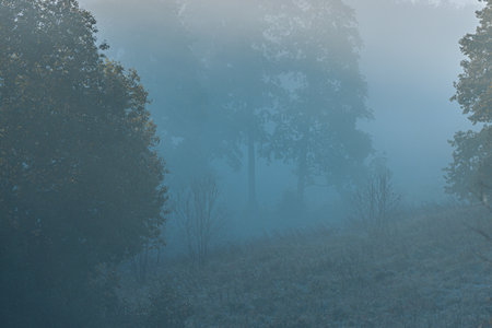 Foggy morning in the forest with trees in the foreground.の写真素材