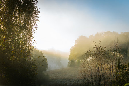 Autumn landscape with fog in the meadow and trees in the morningの写真素材