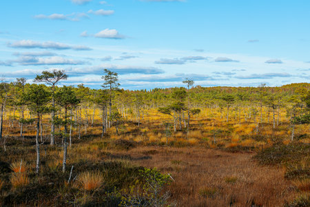 Beautiful autumn landscape with bog and pine trees in Kemeri national park, Latviaの写真素材