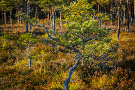 beautiful autumn colored landscape in swamp area with lonely pine tree and dry grassの写真素材