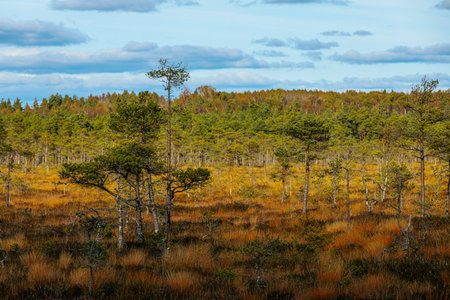 swamp area in autumn with colorful foliage and lonely pine trees in foregroundの写真素材