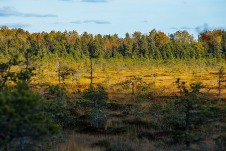 autumn colors in swamp area. bog landscape with trees and grassの写真素材