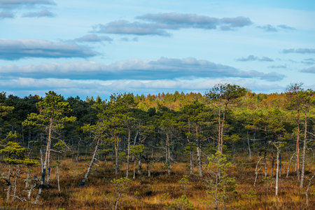 Beautiful autumn landscape in the bog. Pine trees and blue skyの写真素材