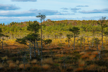swamp landscape with lonely pine trees and blue sky in autumn colorsの写真素材