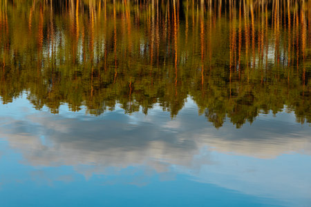 Reflection of pine trees in the lake water. Autumn landscape.の写真素材