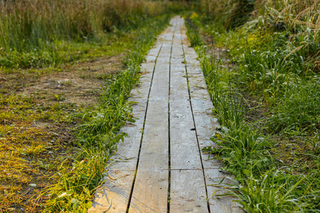 wooden plank boardwalk in wetland with green grass and blue skyの写真素材