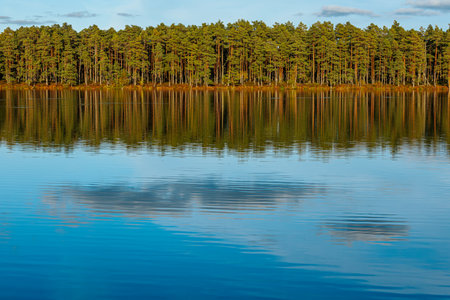 Pine trees reflected in the calm water of a forest lake.の写真素材