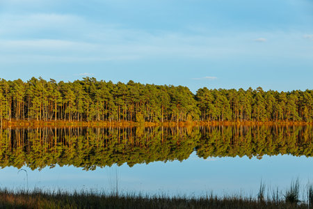 Beautiful landscape with pine forest reflected in the calm lake water.の写真素材