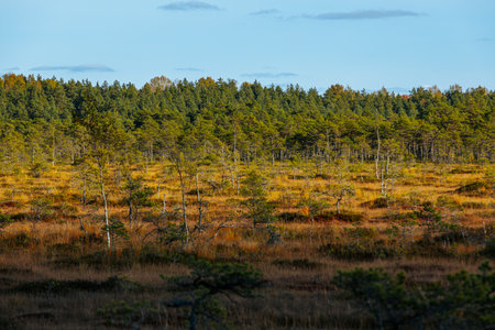 swamp area in autumn with lonely pine trees and dry grass in foreground