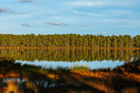 Pine trees on the shore of a lake in the autumn.の写真素材