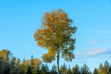 Autumnal landscape with birch trees on a blue sky backgroundの写真素材