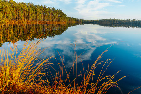 Beautiful autumn landscape with lake and pine trees in the morning.の写真素材