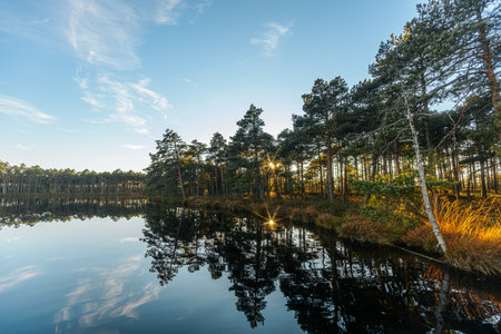Sunset in a pine forest reflected in the water of a lakeの写真素材