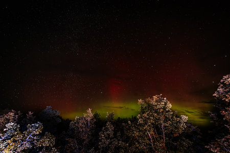Aurora borealis in the night sky over pine forest.の写真素材